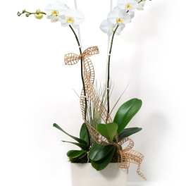 Double-stem white phalaenopsis orchid plant in a white rectangular pot with decorative ribbon.
