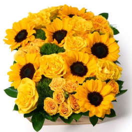 Low rectangular arrangement of bright yellow sunflowers and roses in a wooden container
