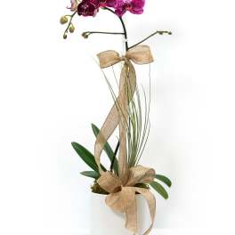 Potted magenta orchid with gold ribbon in a white ceramic container