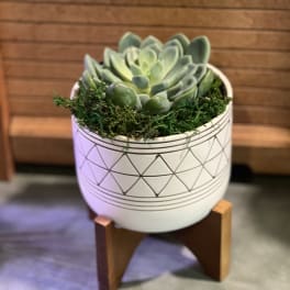 Potted succulent in a white patterned planter