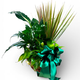 Emerald Garden Plant Basket