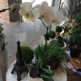 White orchid plant in a square pot with decorative accents