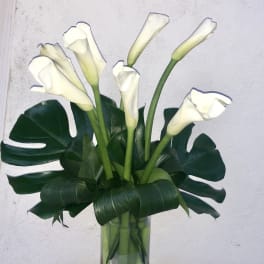 White calla lilies in a clear glass vase with large dark green leaves