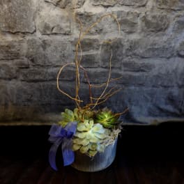 Succulent arrangement in a ribbed metal pot with curly branches and a purple ribbon