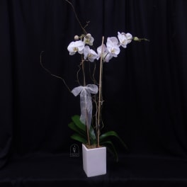 White orchid plant in a square white pot with a ribbon