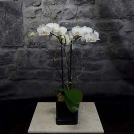 White orchid plant in a black square pot
