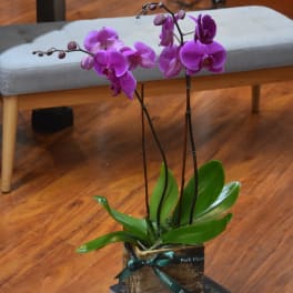 Potted purple orchids in a rustic planter set on a stack of books indoors