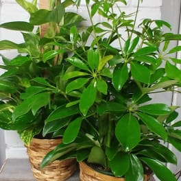 Medium Green Plant Designers Choice