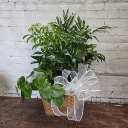 Garden in a Box