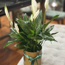 Potted peace lily with tall white blooms in a gold container tied with a green ribbon