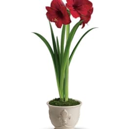 Red amaryllis in a cream decorative pot