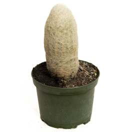 Potted cactus with a tall fuzzy white stem