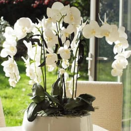 White orchid arrangement in a white ceramic pot