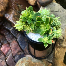 Potted succulent arrangement in a black metal stand