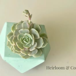Succulent arrangement in a mint geometric planter