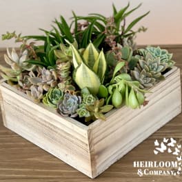 Succulent arrangement in a square wooden box
