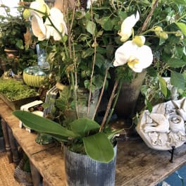 White phalaenopsis orchid plant in a gray pot on a wooden table among other potted plants
