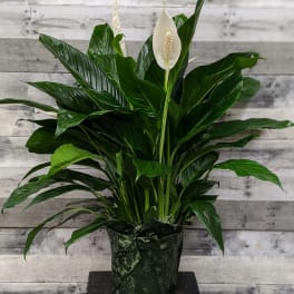 Potted peace lily with white blooms and glossy green leaves