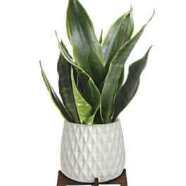 Potted snake plant in a white textured planter on a wooden stand