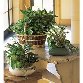 Three potted green houseplants arranged on tables