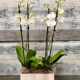 White orchids in a rectangular wooden planter