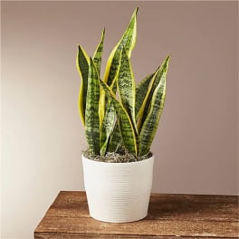 Snake plant in a white pot on a wooden surface