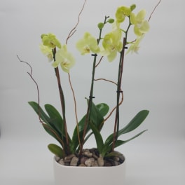 The Opportune Orchid Plant
