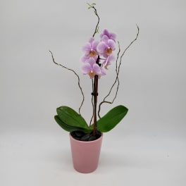 Mini Orchids