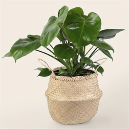 Potted green houseplant in a woven basket planter