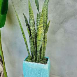 Potted snake plant in a turquoise square ceramic planter