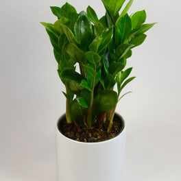 Potted green plant in a white cylindrical container
