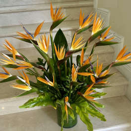 Tall arrangement of orange bird of paradise flowers in a green glass vase
