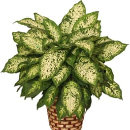 DUMB CANE PLANT DIEFFENBACHIA PICTA