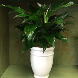 Potted green plant with glossy leaves in a white ceramic vase