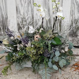 White orchids in a low evergreen arrangement with pinecones and branches