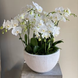 White orchids arranged in a white ceramic pot