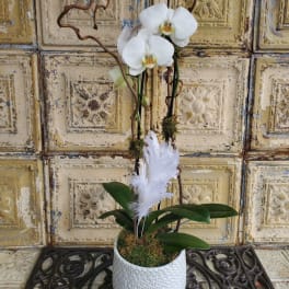 White orchids in a textured white pot with decorative feathers