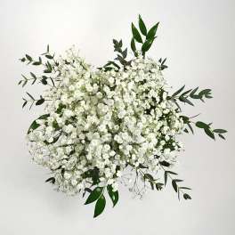 Cluster of small white blooms with long sprigs of dark green foliage