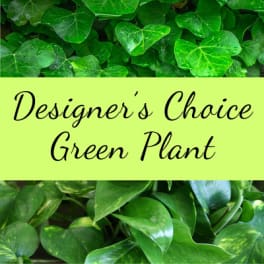 Leafy green plants above and below a pale yellow banner reading 'Designer’s Choice Green Plant'.