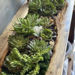 Succulent arrangement in a rustic wooden trough with pebbles