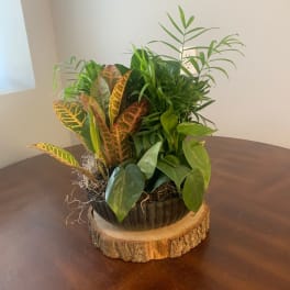 Mixed potted houseplants in a dark bowl planter on a wood slice base