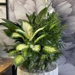 Mixed green houseplants in a white ceramic planter with white blooms