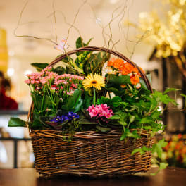 Basket garden of mixed blooming plants in pink, orange, yellow, and purple in a wicker handled basket.