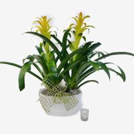 Potted plant with yellow bromeliad blooms in a white container