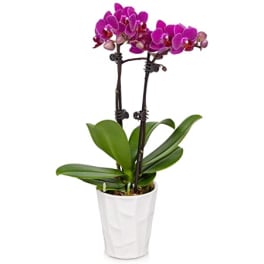 Potted orchid with purple blooms in a white ceramic pot