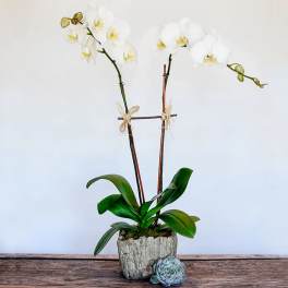 Tall white orchid plant in a rustic gray pot with a small succulent on a wooden surface