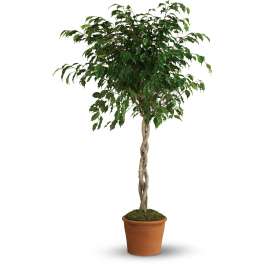 Tall braided trunk indoor tree in a terracotta pot