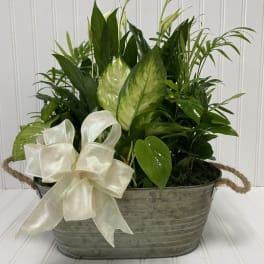 Green potted plant arrangement in a metal basket with a cream ribbon