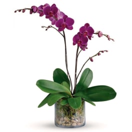 Purple orchids in a glass vase with pebbles