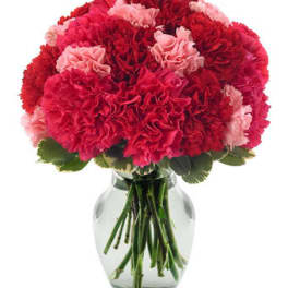 Pink and red carnations arranged in a clear glass vase